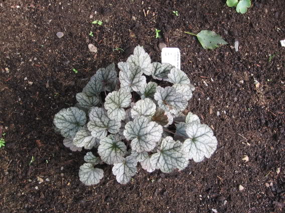 Heuchera - Page 2 28juillet2oo6028