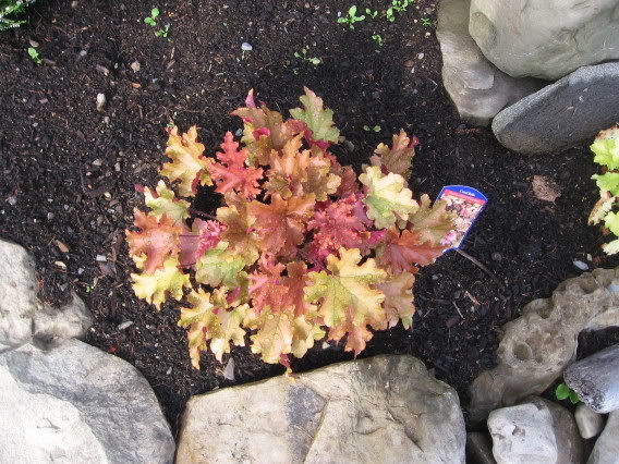 Heuchera - Page 2 28juillet2oo6036