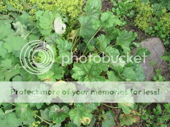 Heuchera 28juillet2oo6091