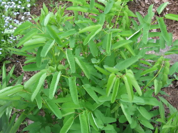 Plante identifiiée Sanguisorba canadensis 4juin2006022