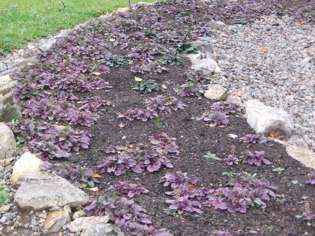 Ma rivière d'ajuga (Tulipe 127) 09septembre2006054-1