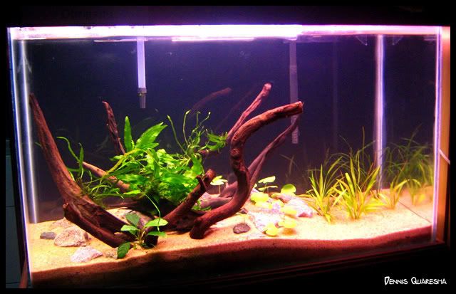 Plantado Low Tech 150 Litros. Aqua1