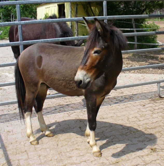 Urgent, mulet cherche un nouveaux propriétaires P1020787