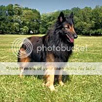 BELGIAN TERVUREN NEEDS HOME Belgian-Tervuren