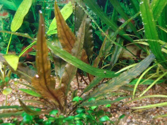 (FICHA) : Cryptocoryne wendtii Brown DSC01800