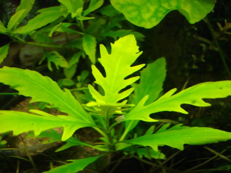 (FICHA) : Hygrophila Difformis DSC02456