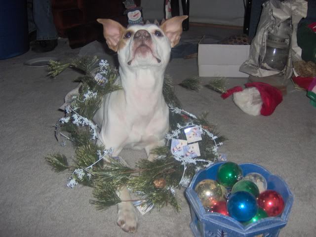 christmas pic of bella Picture126