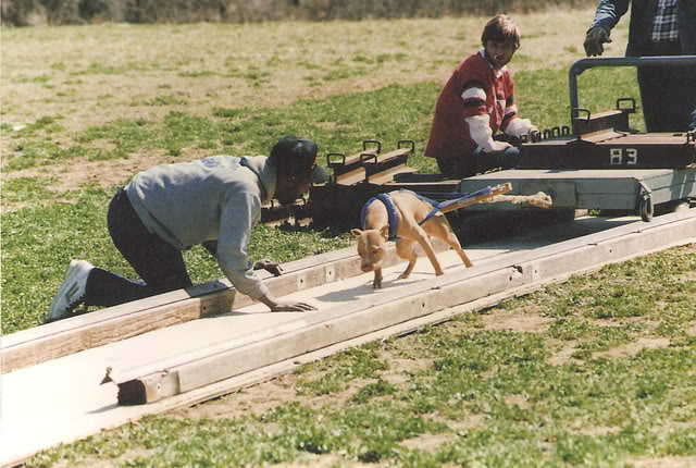 some old pictures of dogs Dawn