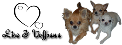 Forums Blogg , for Gjester også - Har du Chihuahua? Hvordan trives du med rasen? 1-6