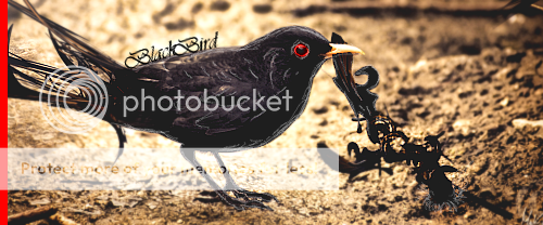 my shiz gallery Blackbird