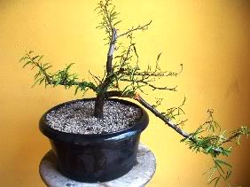 Minha primeira Calliandra......... Cal2b0411-1