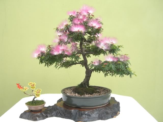 Minha primeira Calliandra......... Cal2b0912