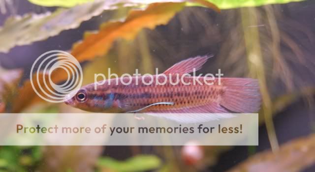 photothèque de poissons asiatiques DSC_0561