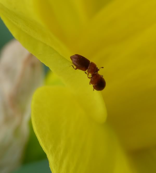 3eme jours d'essais Bonnette 2 Jaune P1020416600x664