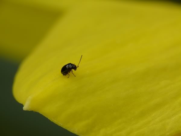 3eme jours d'essais Bonnette 2 Jaune P1020526600x450