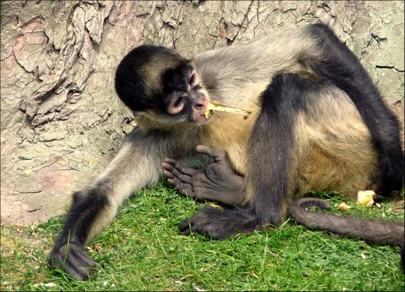 Ce weekend c'était sortie au zoo : Les singes P1050844