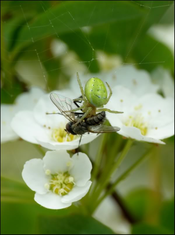 Quelques insectes de cette aprem P1070126