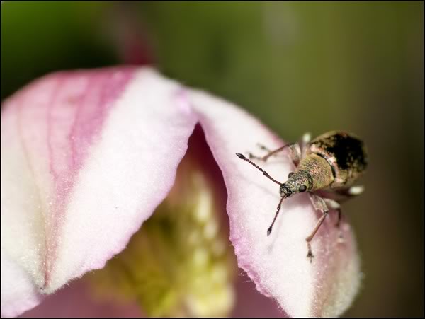 Quelques insectes de cette aprem P1070237