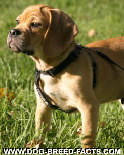 Neke druge kuce (i mace) - Page 2 Puggle