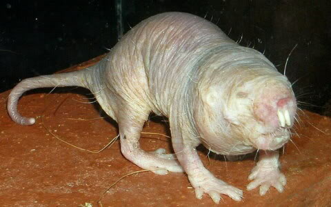 El ratopin Heterocephalusglaber