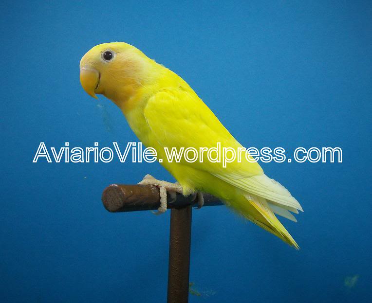 Agapornis Roseicollis Jóvenes en Venta !! Envío !! Jvenes1nidadatemp2012021