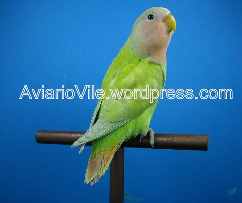 Agapornis Roseicollis Jóvenes en Venta !! Envío !! OpalinaMarbledsHermanas7-5-61