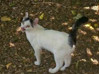 gatos - Gatos Macho de ANCAT (2.010). Badajoz - Página 2 GatosAgosto2028