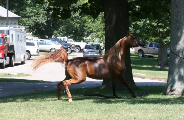 Brumby's Wild Horses Chestnut_Arabian_12_by_littlenake