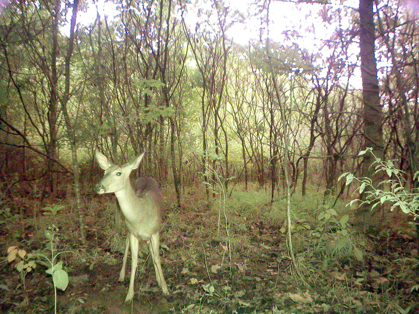 Whispers Death Homebrew Game Cam Photos 2012 P1010103