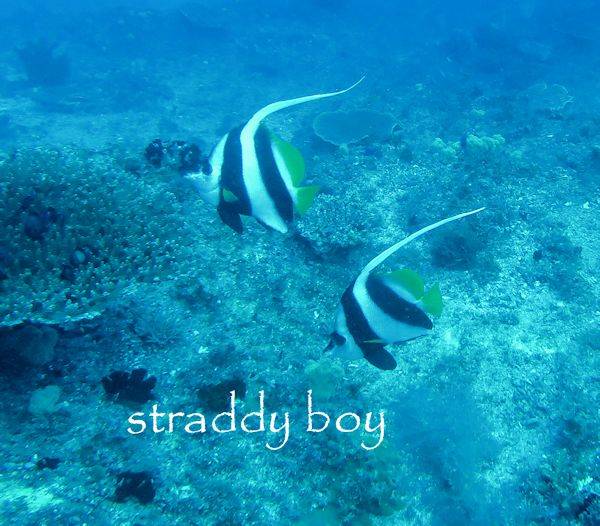 Dive trip to close in reefs, finaly with clear water. Bannerfish2_zps776bacb9