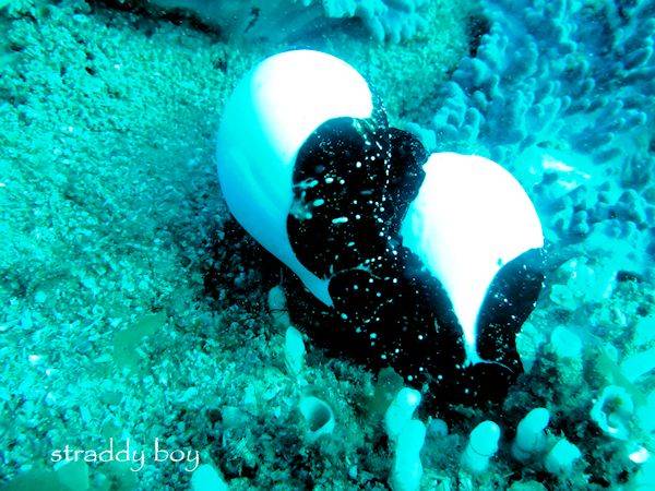 Dive trip to close in reefs, finaly with clear water. Eggcarie_zps18fc4179