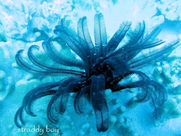 Dive trip to close in reefs, finaly with clear water. Featherstarfish_zps71c07aac