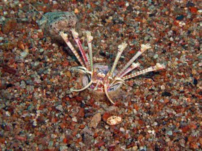 Horror movie time again, staring the bobbit worm! Bobbit-worm-1