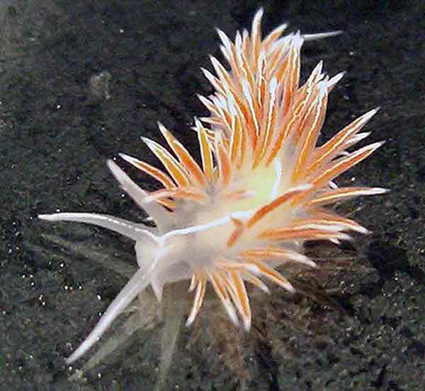 Nudibranch Breeding And Life Styles