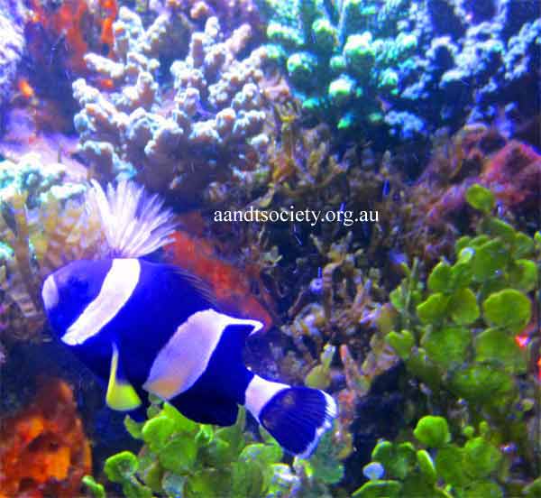 Latezonatus amphiprion turning adult. Lat-turning-adult-