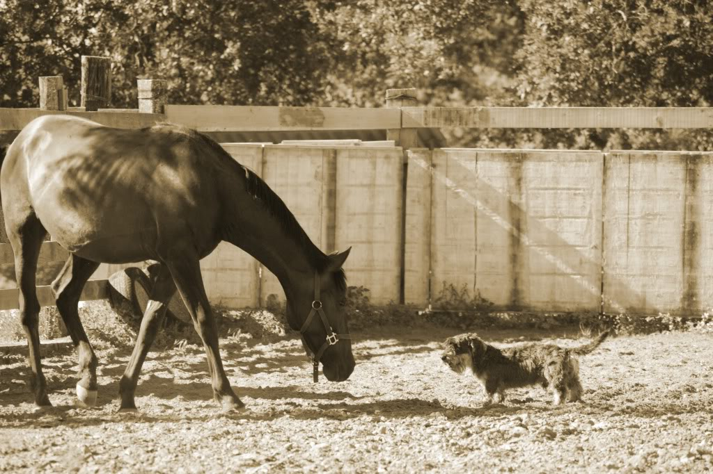 Vos races préferés , votre type de cheval ...  - Page 3 Mas