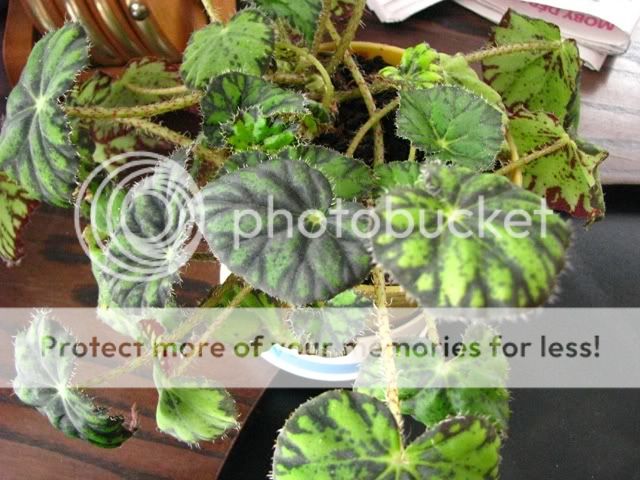 Une plante chez ma mère, personne connait le nom... IMG_0057