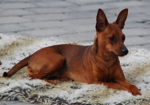 Hunde pass og sommer bilder. DSC_1762