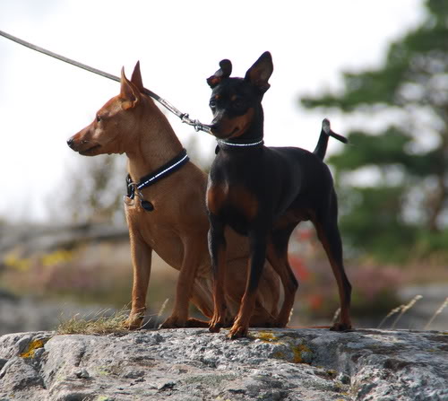 Hunde pass og sommer bilder. DSC_1824