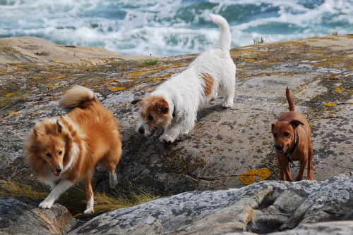 Hunde pass og sommer bilder. DSC_1853