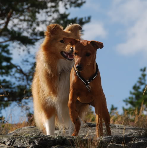 Hunde pass og sommer bilder. DSC_1874-1