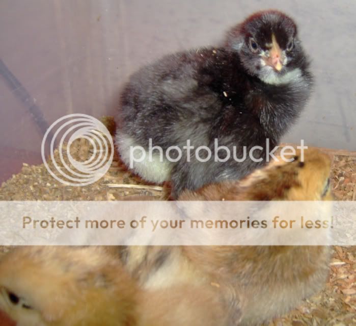 more chickens! Newchicks2