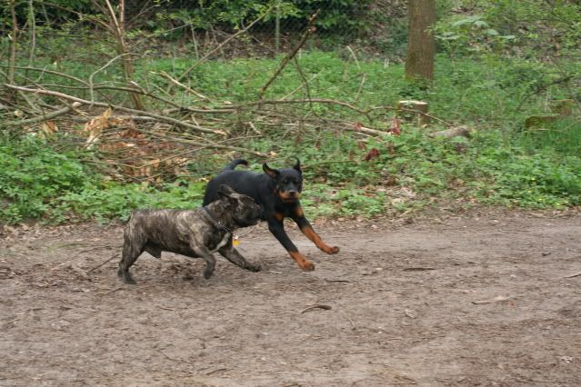 Bronco & Sierra aan de wandel Afbeelding001-19