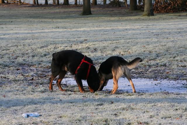 Hoera, we hebben weer gewandeld op het Hulsbeek Afbeelding006-11