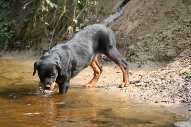 Bronco & Sierra aan de wandel Afbeelding008-10