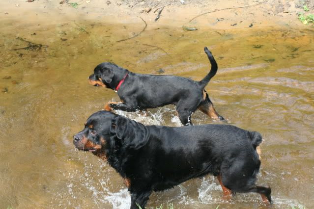 Bronco & Sierra aan de wandel Afbeelding016-14