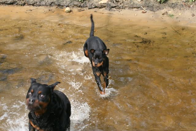 Bronco & Sierra aan de wandel Afbeelding017-16