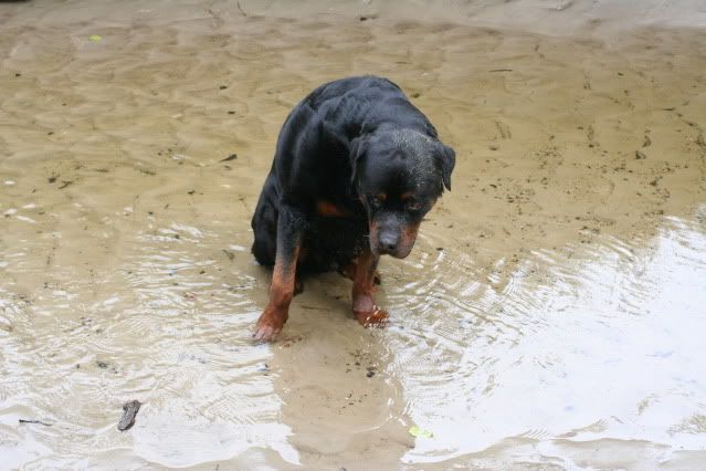 Rambo en Bronco Afbeelding017-22