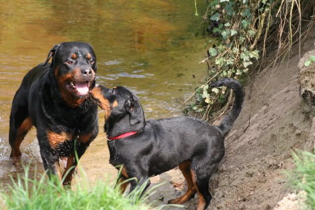 Bronco & Sierra aan de wandel Afbeelding019-12