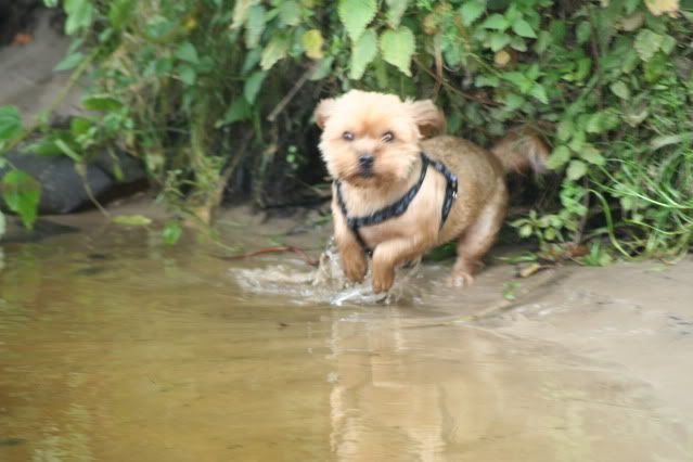 Rambo en Bronco Afbeelding022-11